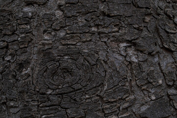Closeup rough bark of acer tree creating structure seamless background view somewhere resembling human eye.