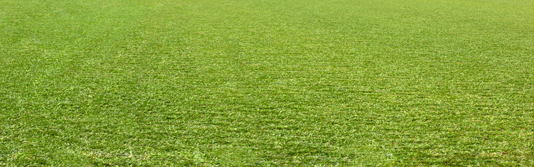 Green grass texture and background with depth perspective. Green field with grass.