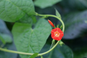 マルバルコウの花の接写
