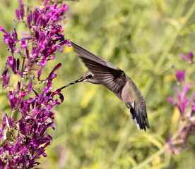 hummingbird and flower