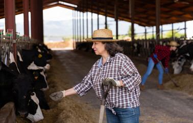 Portrait of a hardworking elderly woman with a shovel, working on a livestock farm in a cowshed near a stall with ..cattle