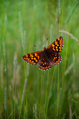 Brown and orange butterfly (Lasiommata megera) resting on wild summer flowers