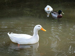 white duck swimming in the water