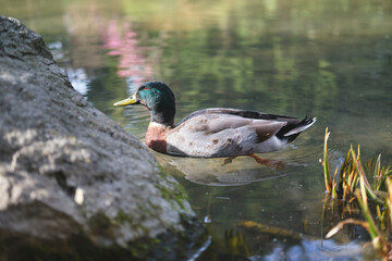 Mallard duck in the water