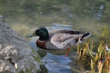 Mallard duck in the water