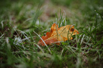 leaf on grass