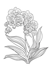Phalaenopsis big lip with flowers, leaves and buds, contour vector illustration on a white background - obrazy, fototapety, plakaty