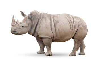Transparent PNG of Single Large Rhinoceros. - obrazy, fototapety, plakaty