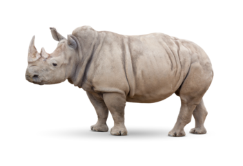 Transparent PNG of Single Large Rhinoceros.