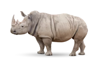 Deurstickers Transparent PNG of Single Large Rhinoceros. © Andy Dean