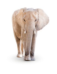 Fototapeta na wymiar Transparent PNG of Single Large Elephant.