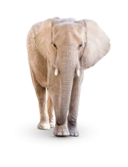 Zelfklevend Fotobehang Transparent PNG of Single Large Elephant. © Andy Dean
