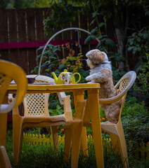 shih tzu dog drinks tea in the garden
