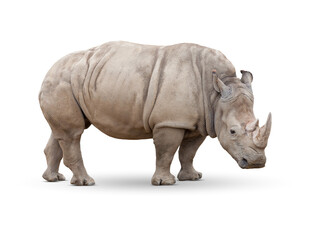 Naklejka premium Transparent PNG of Single Large Rhinoceros.