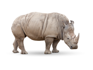 Transparent PNG of Single Large Rhinoceros.