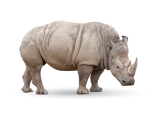 Foto op Plexiglas Transparent PNG of Single Large Rhinoceros. © Andy Dean