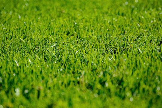 Close up of green grass background macro shallow focus