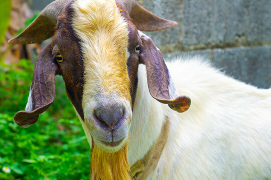 chivo de granja o bosque