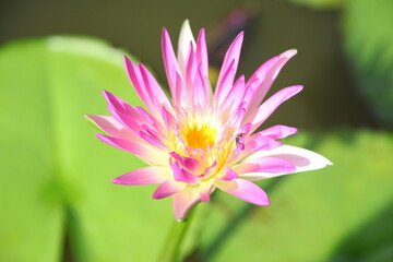 Beautiful pink water lilly flower 