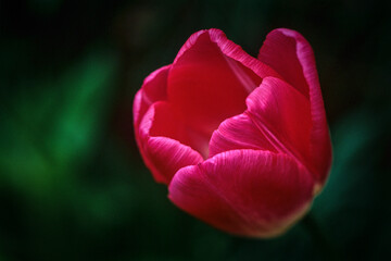 Red tulip on film