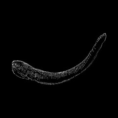 Leech hand drawing vector illustration isolated on black background