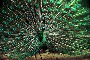 Fotobehang Peacocks have beautiful feathers © DODO HAWE