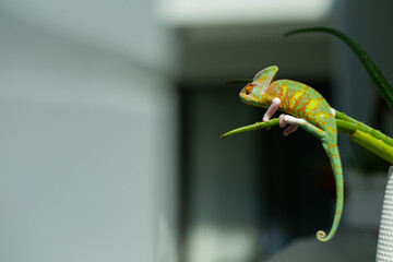 chameleon with blur background, predator