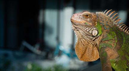 lizard, animal, green lizard with blur background
