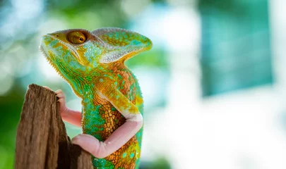 Tuinposter chameleon with blur background, predator © waranyu