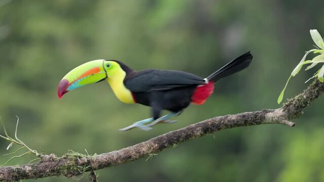a high frame rate shot of a keel-billed toucan perched on a branch and calling at boca tapada in costa rica