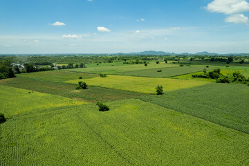 high angle view of farm, grow plants, nice landscape