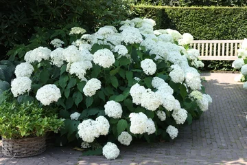 Tuinposter Beautiful hydrangea shrubs with white flowers outdoors © New Africa
