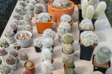 cactus greenhouse, closeup shot
