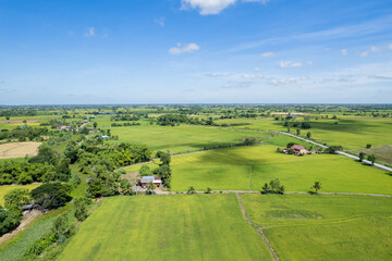 Naklejka premium Field rice with landscape green pattern nature background