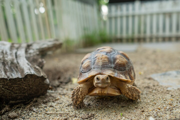 Sucata tortoise on the ground