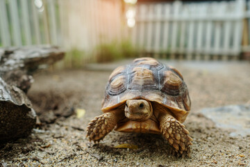 Sucata tortoise on the ground