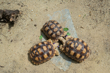 Sucata tortoise eating vegetables with nature background