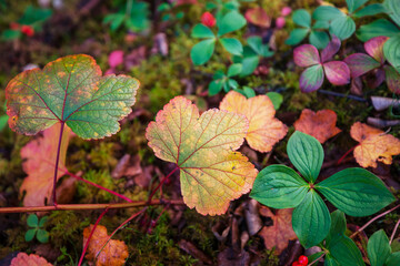 Autumn leaves