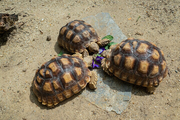 Sucata tortoise eating vegetables with nature background