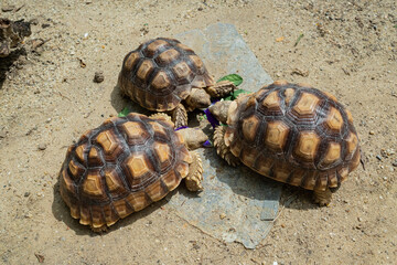 Sucata tortoise eating vegetables with nature background