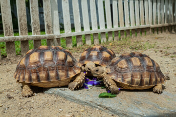Sucata tortoise eating vegetables with nature background