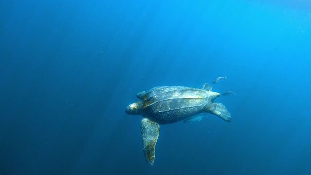 Turtle Swimming With Small Fish In Wavy Blue Sea - Exmouth, Australia
