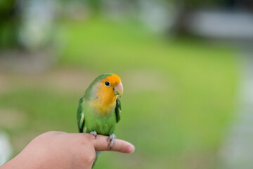 A lovebird perched on a finger, parrot