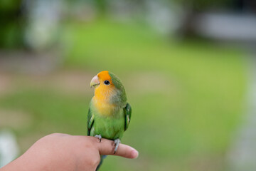 A lovebird perched on a finger, parrot