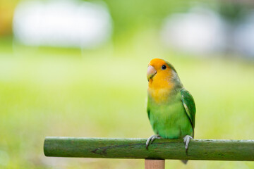 Lovebird, closeup parrot with blur background