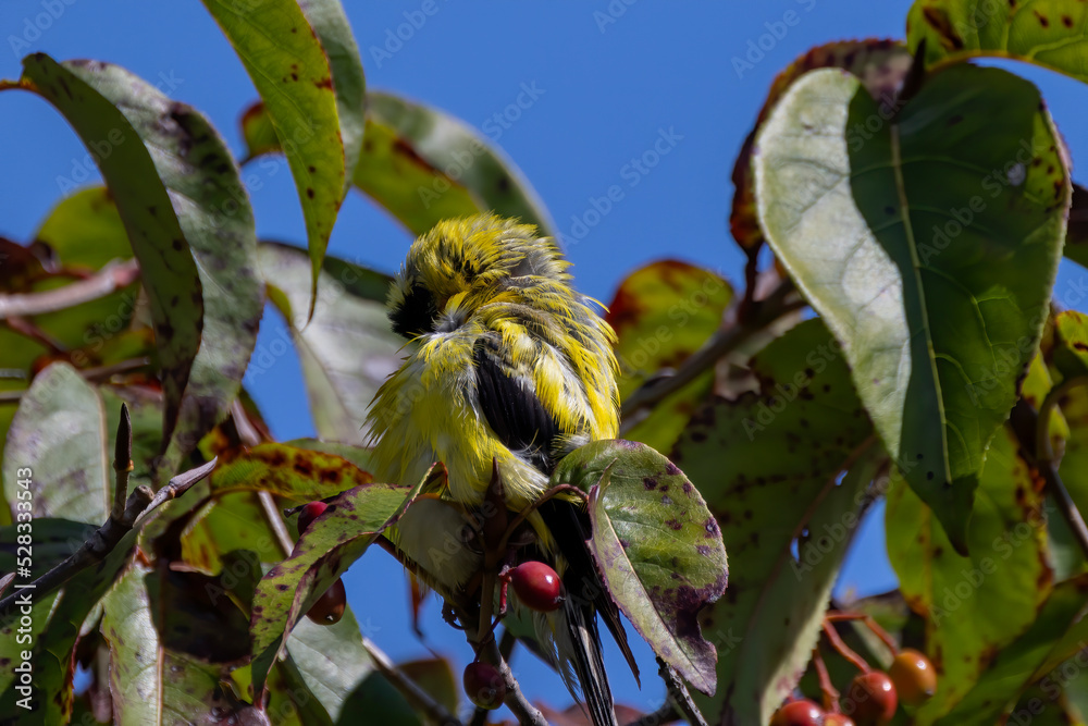 Wall mural The American goldfinch (Spinus tristis) a bird drying its feathers after a bath