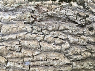 bark of tree