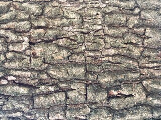 Bark wood natural texture 