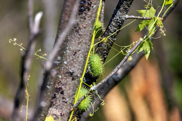 Wild cucumber, aggressive and ornamental,  fast growing native plant.