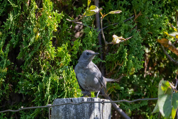 The gray catbird (Dumetella carolinensis) on the fence